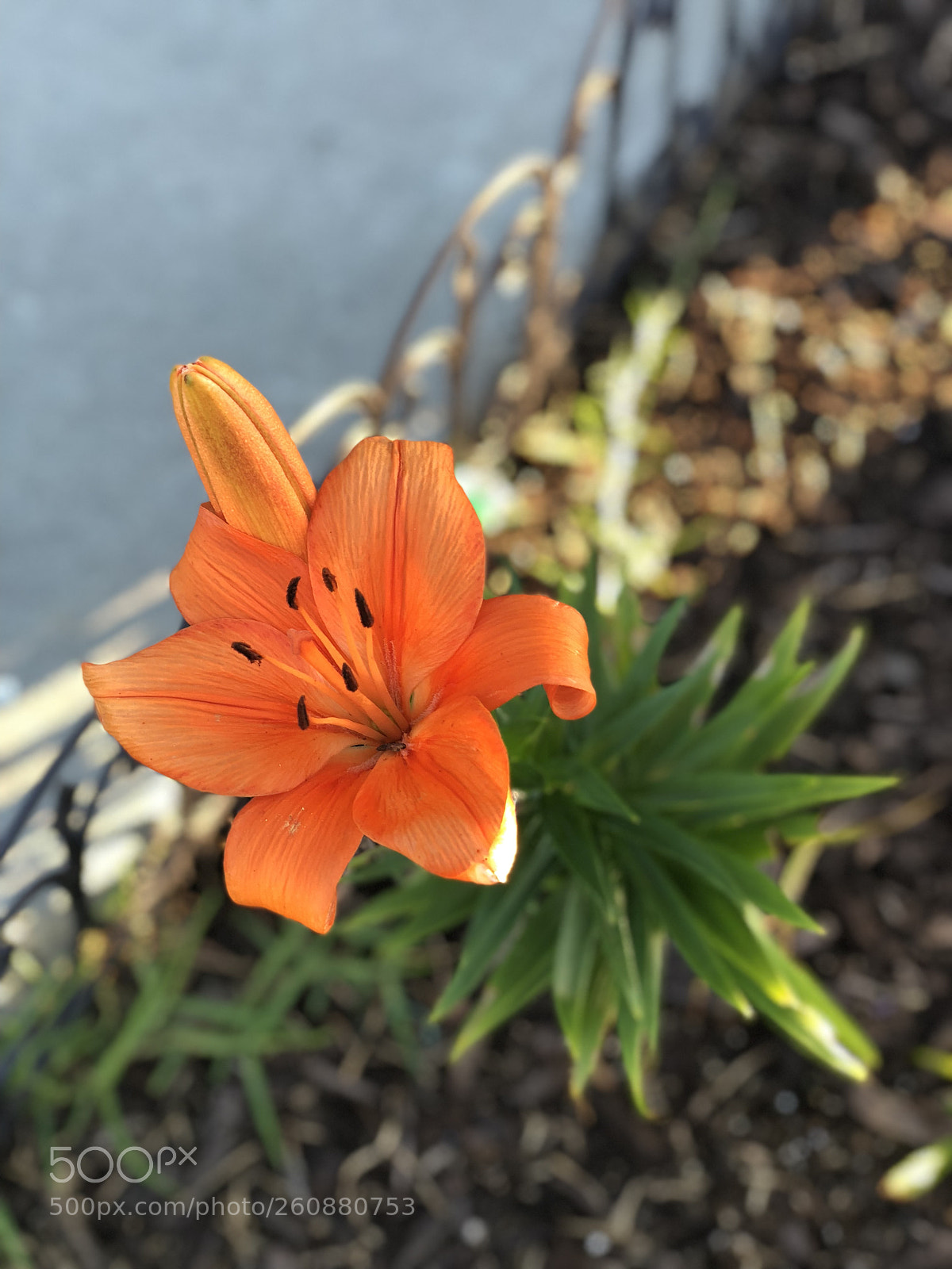 Apple iPhone X sample photo. Tropical moments photography