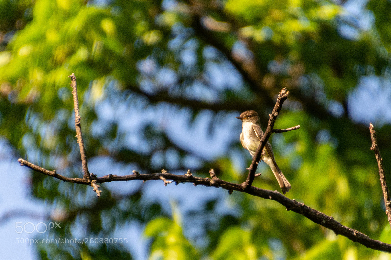 Nikon D7100 sample photo. Close up - bird photography