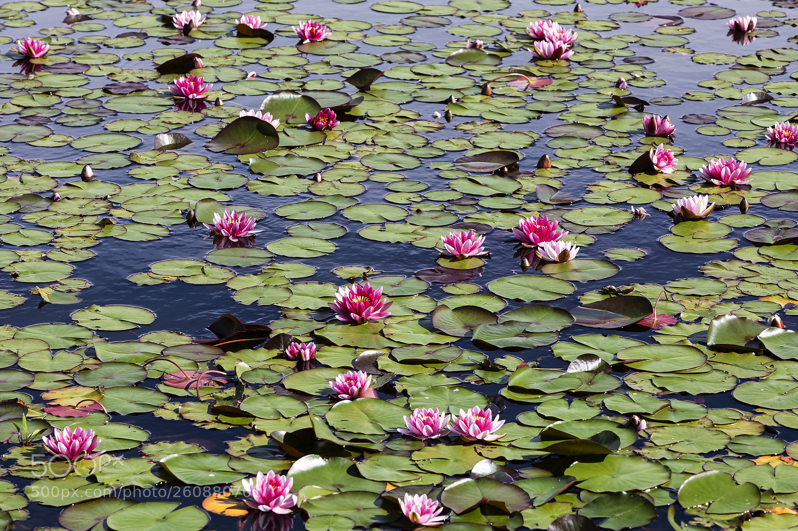 Canon EOS 5D Mark IV sample photo. Water lily photography
