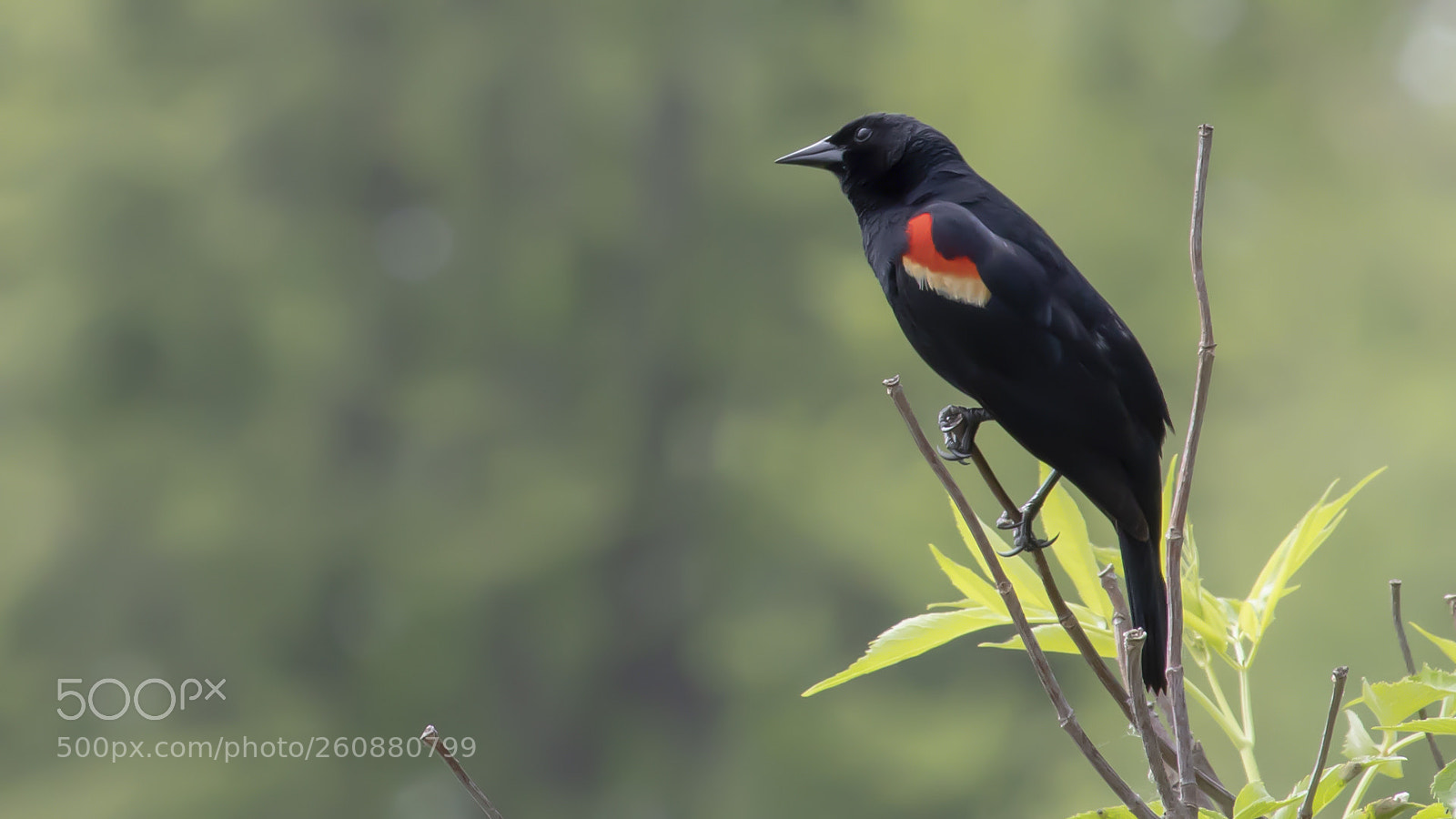 Canon EOS 1300D (EOS Rebel T6 / EOS Kiss X80) sample photo. Red-winged blackbird photography