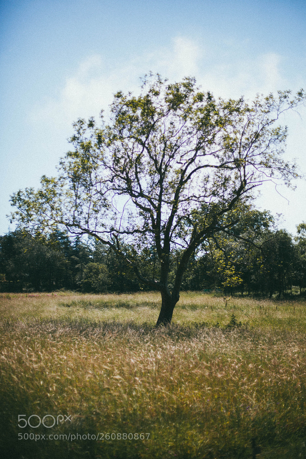 Canon EOS 5D Mark II sample photo. Summer trip in crimea photography