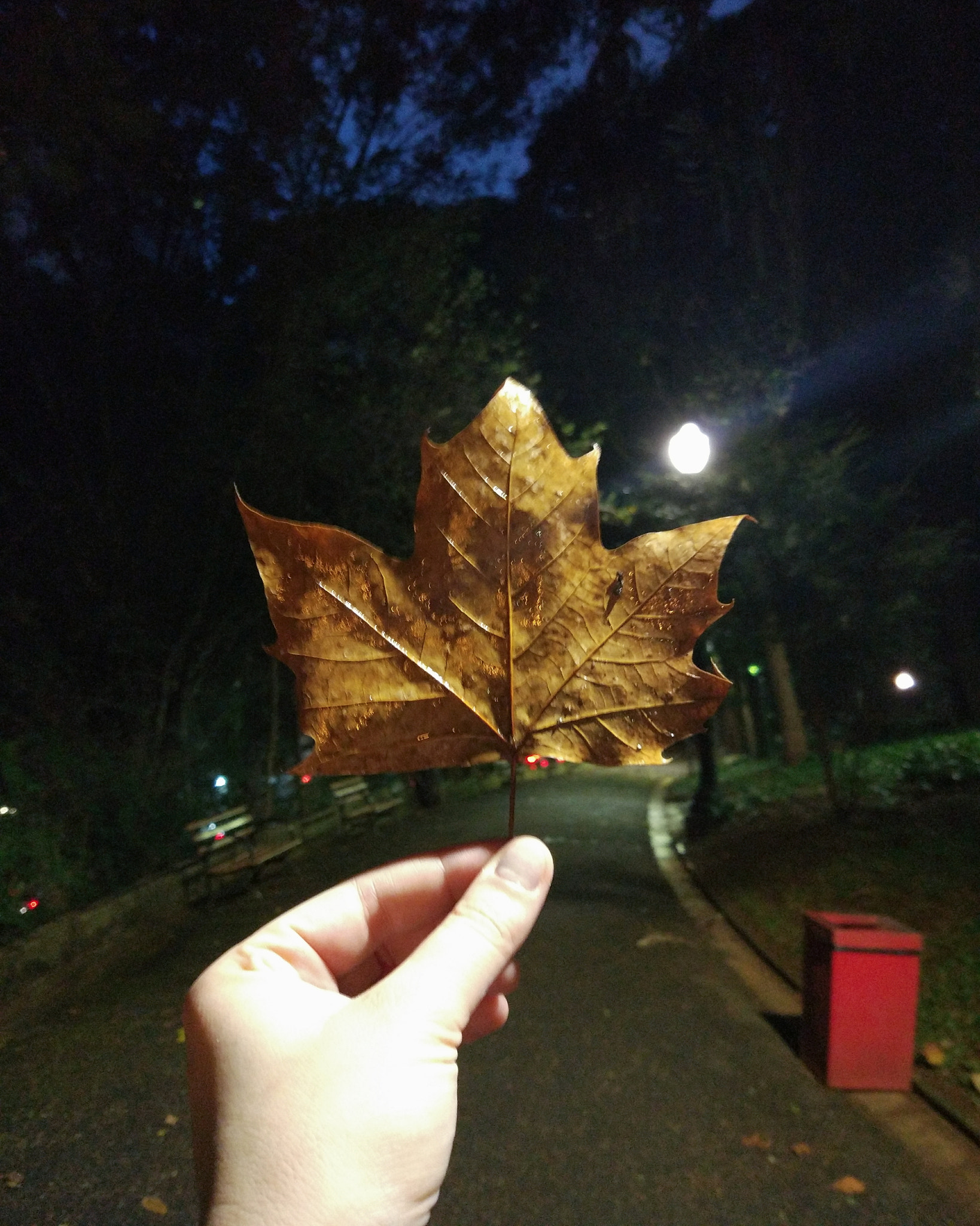 Xiaomi MI 5 sample photo. Autumn is here photography
