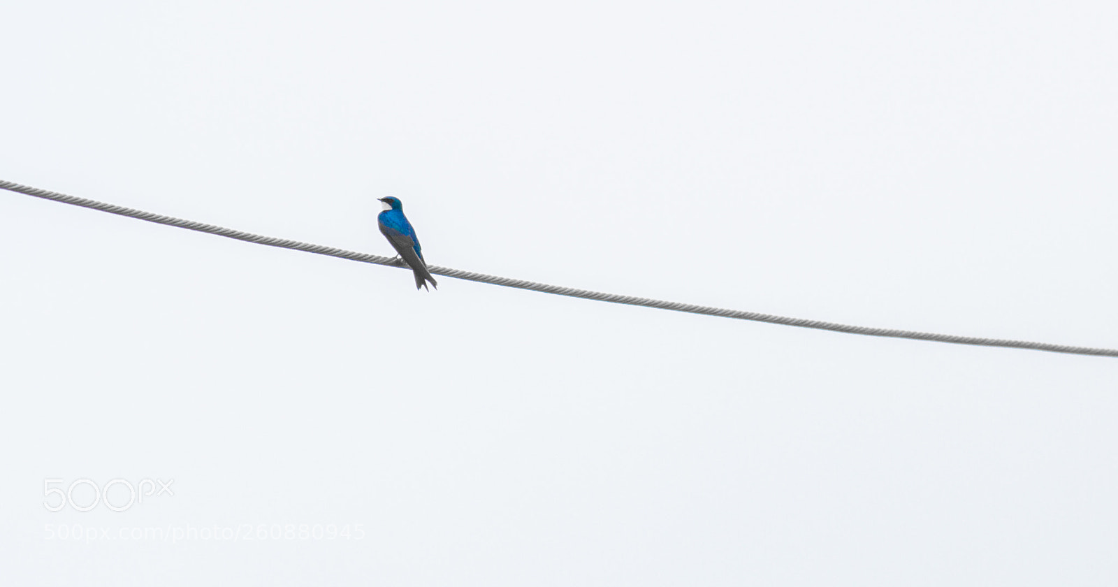 Canon EOS 7D sample photo. Out on a wire photography