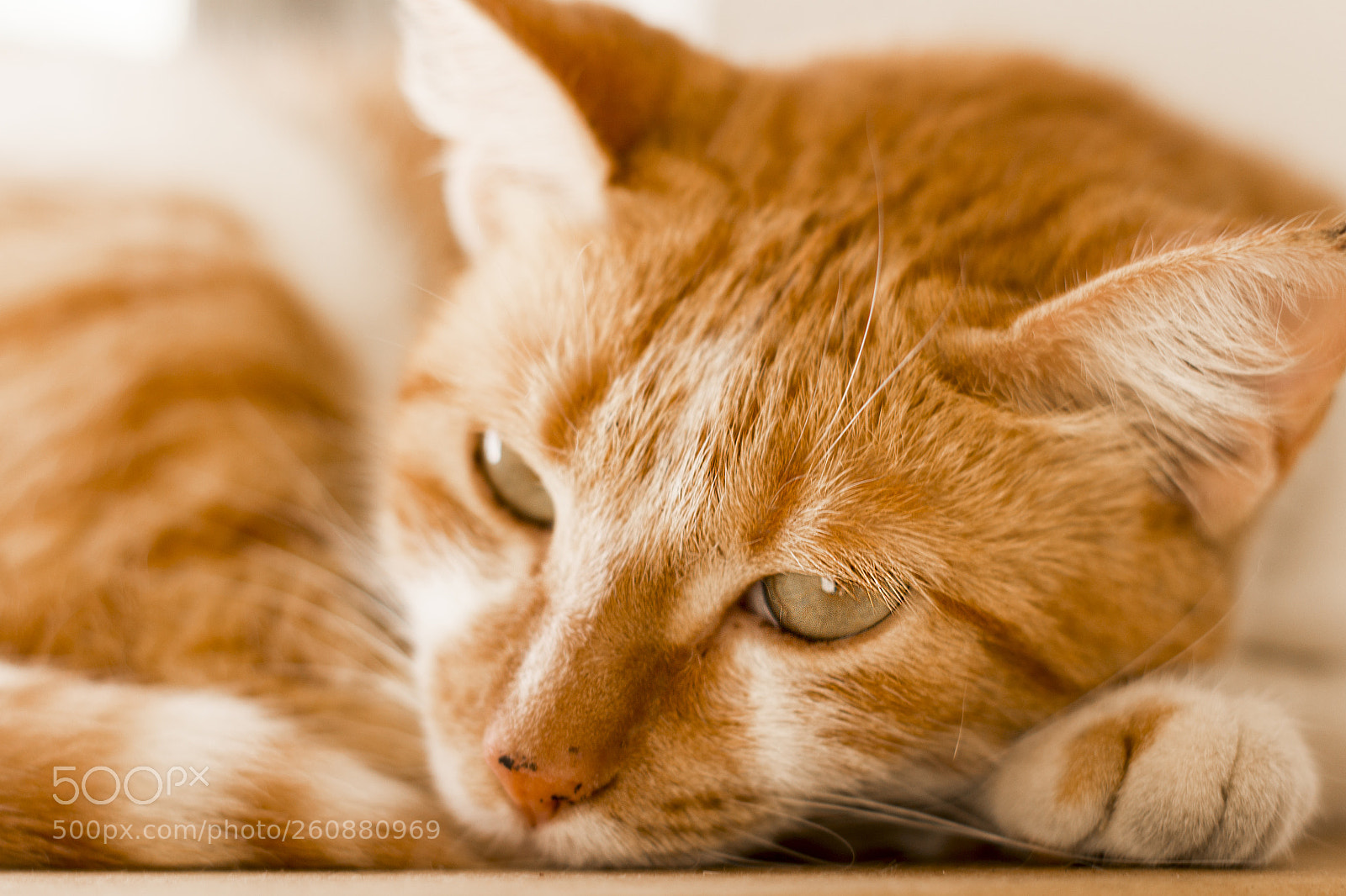 Canon EOS 700D (EOS Rebel T5i / EOS Kiss X7i) sample photo. Bel photography