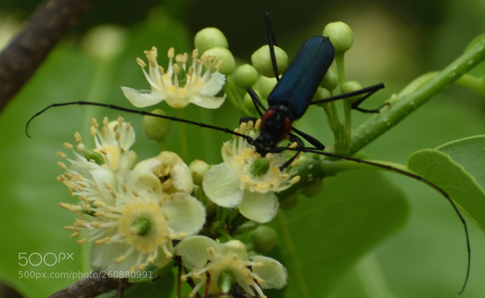 Nikon D3400 sample photo. Cbbd o photography