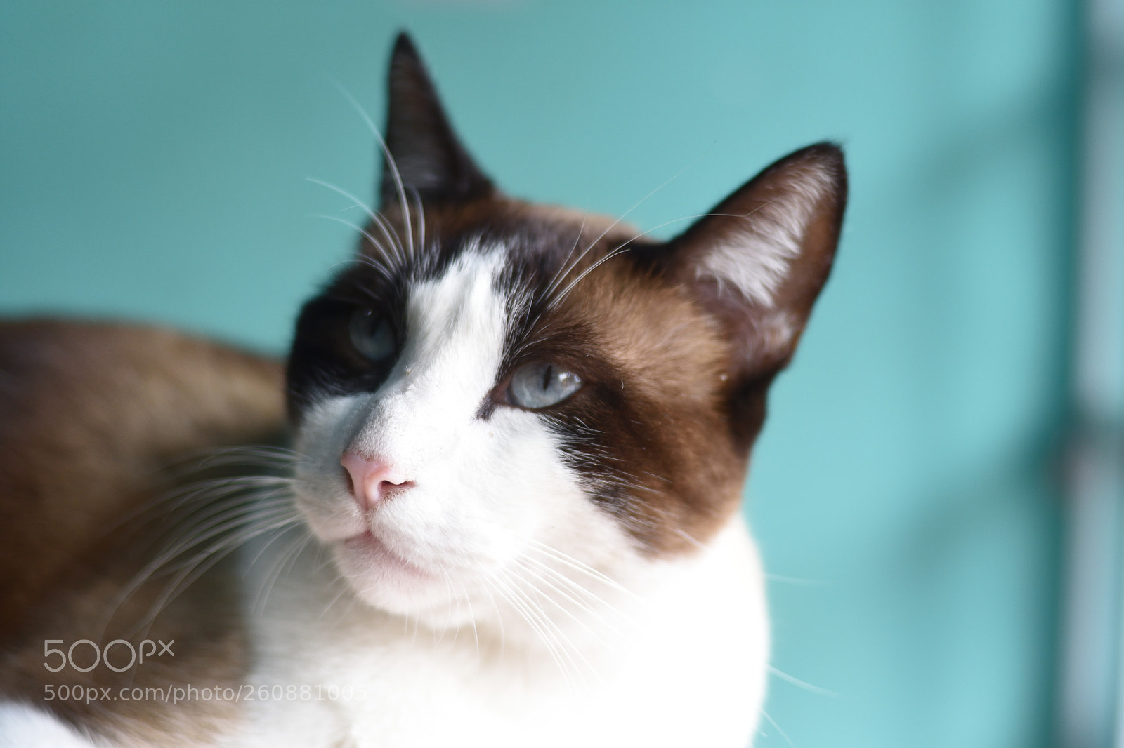 Nikon D3400 sample photo. Dfce o photography