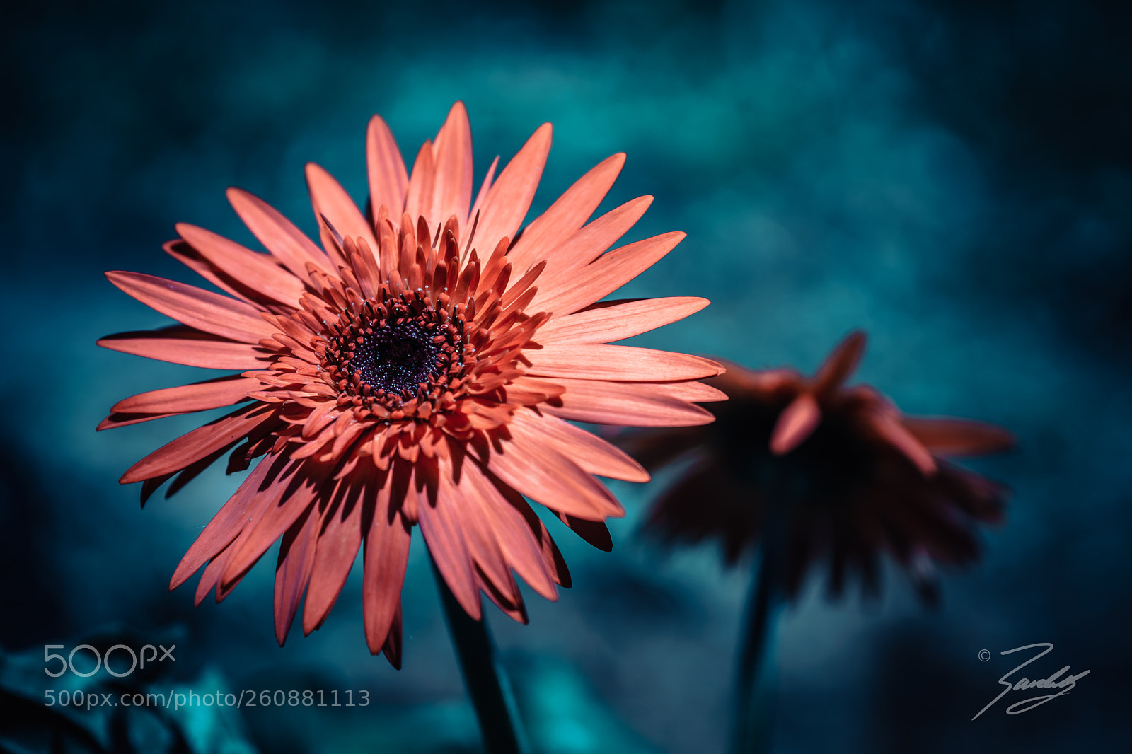 Sony a6000 sample photo. Daisy dream photography