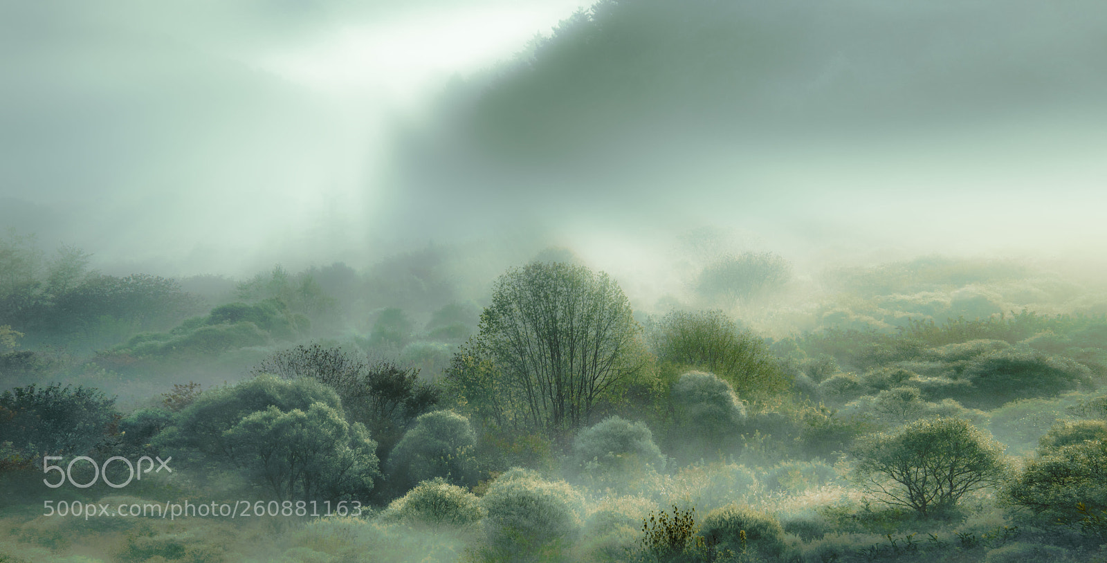 Nikon D610 sample photo. A fog-shrouded spinney photography