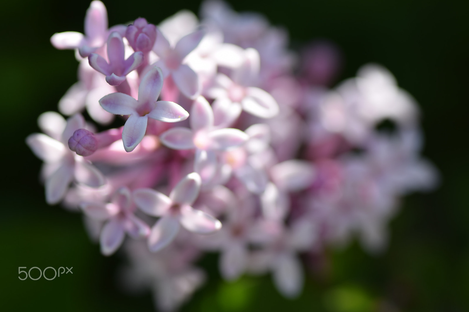 Nikon D3300 sample photo. Tenderness photography