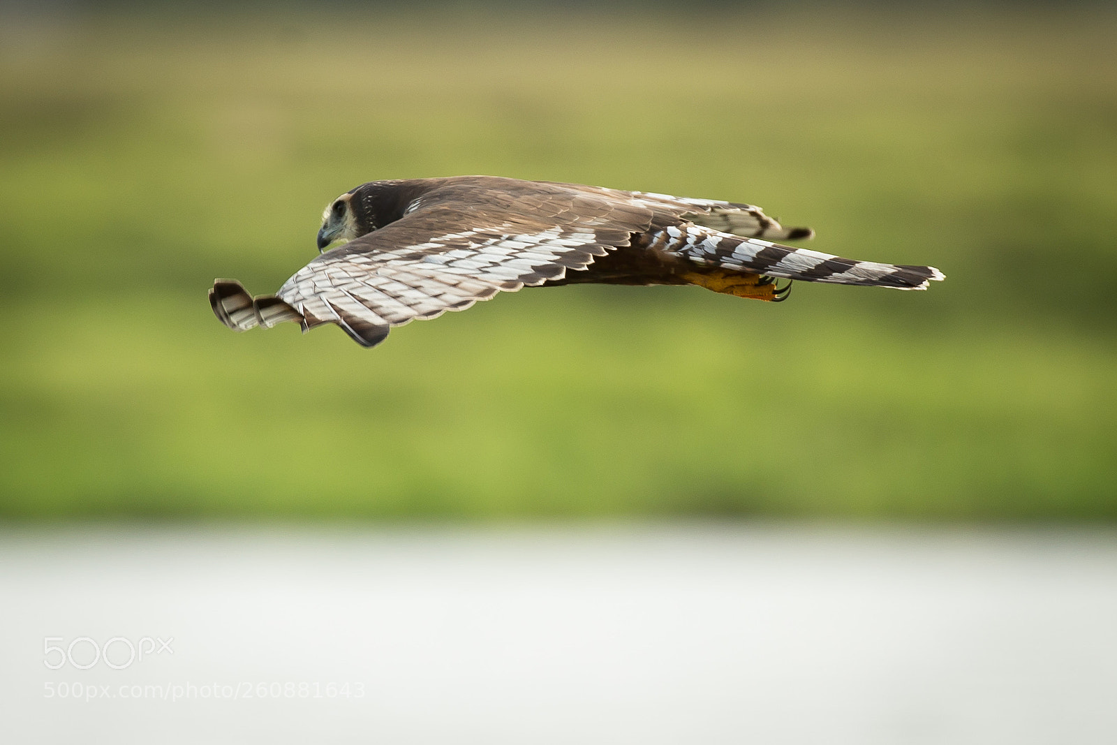 Canon EOS-1D X sample photo. Falcon photography
