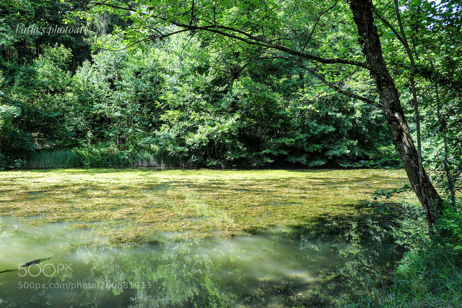 Canon EOS 80D sample photo. Walcheweiher photography