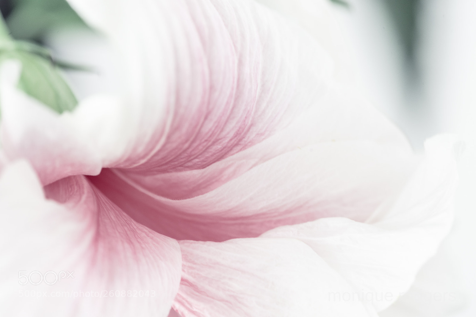 Nikon D800 sample photo. Songe photography