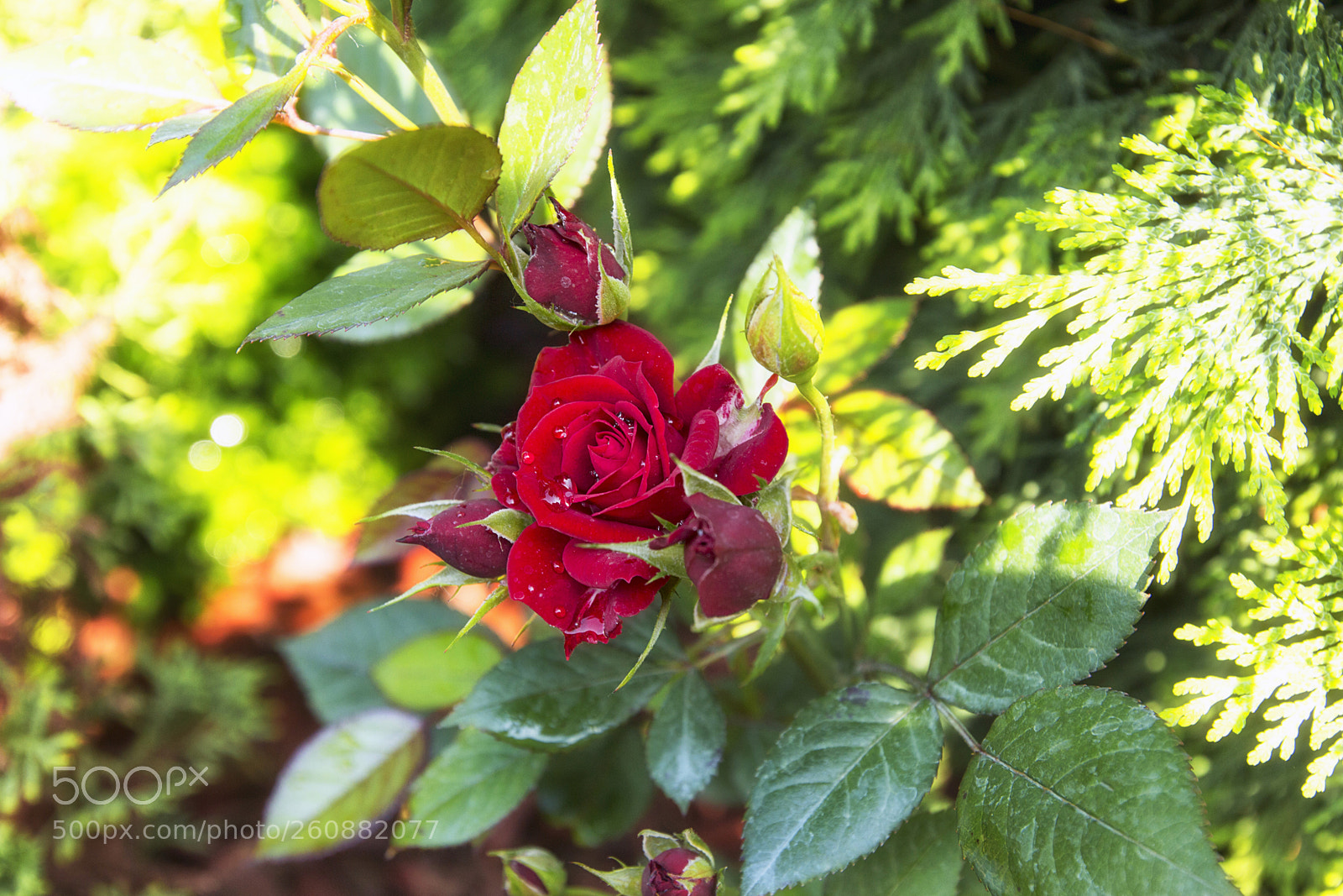 Canon EOS 70D sample photo. Rózsák photography