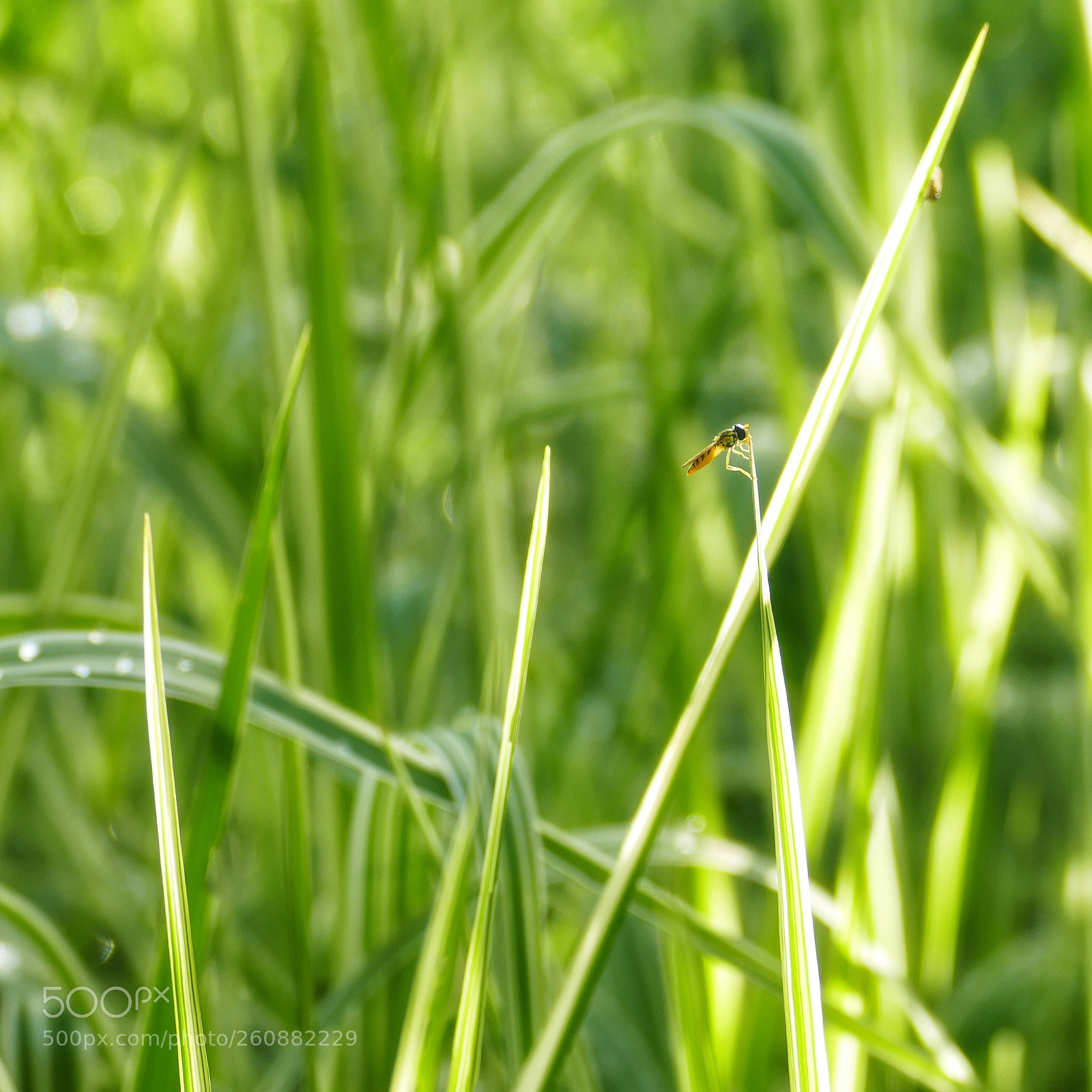 Panasonic Lumix DMC-FZ1000 sample photo. Morning photography