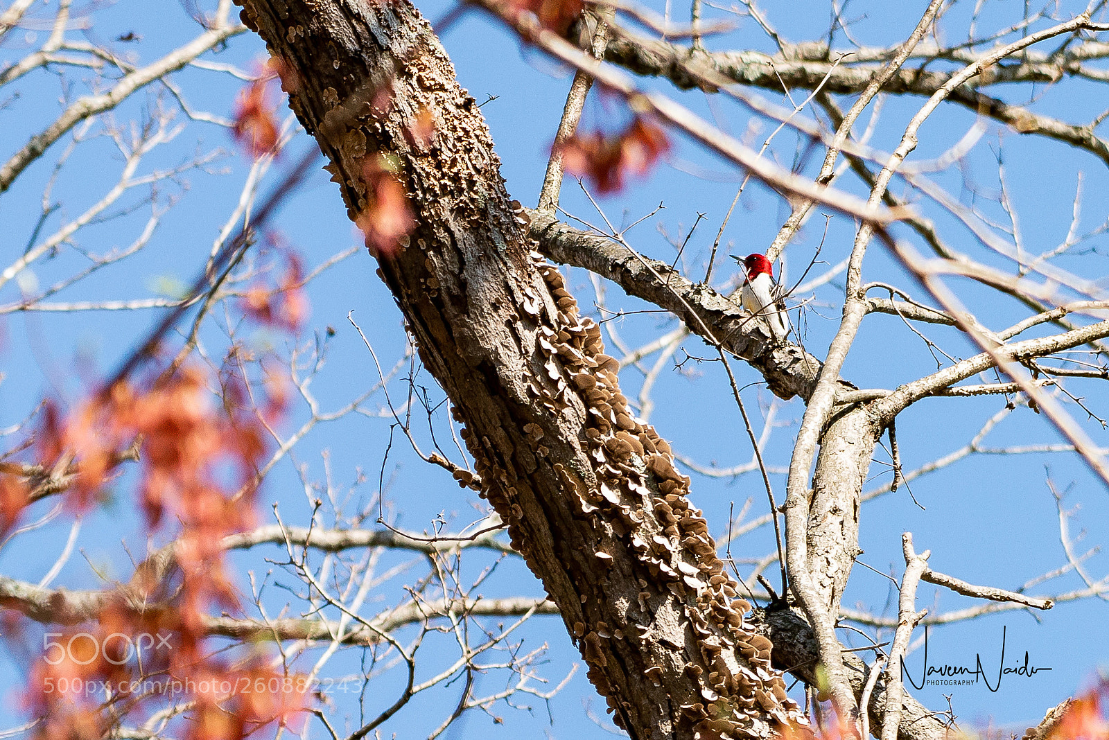 Nikon D800 sample photo. Red headed woodpecker photography