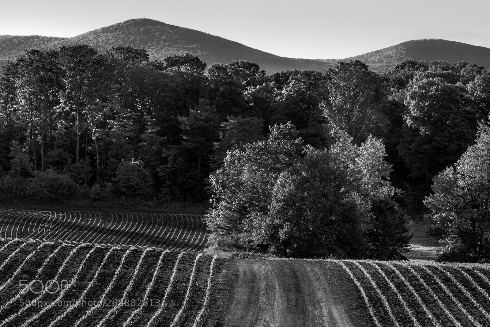 Canon EOS 5D Mark IV sample photo. Corn field photography