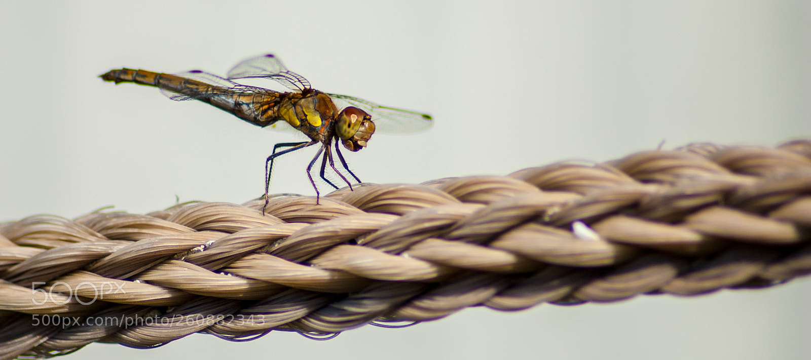 Nikon D50 sample photo. Libelle photography