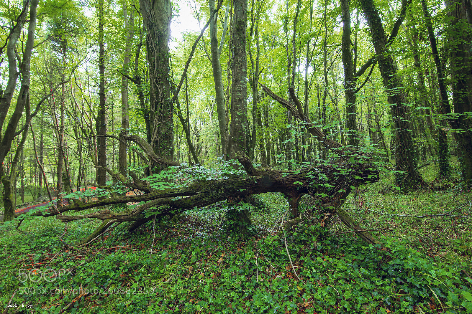 Nikon D7200 sample photo. Jpgss photography