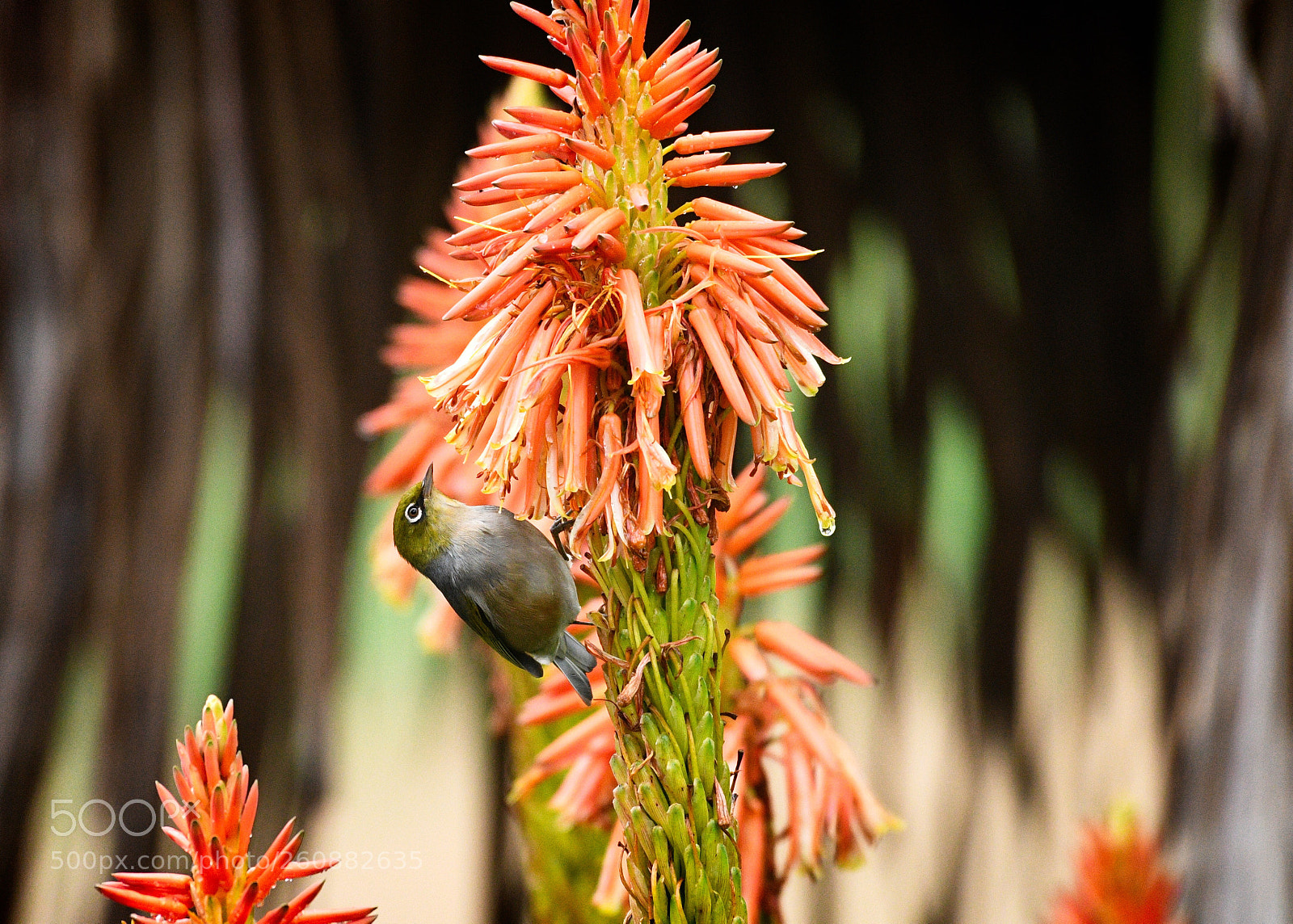 Nikon D500 sample photo. Untitled photography