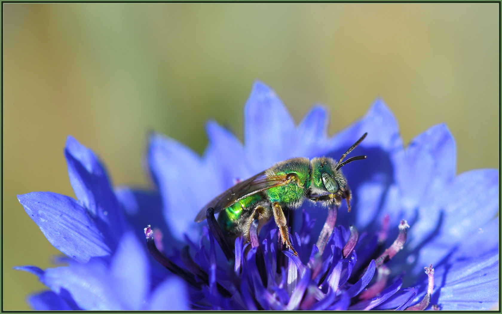 Sigma 105mm F2.8 EX DG OS HSM sample photo. Bright morning sun photography