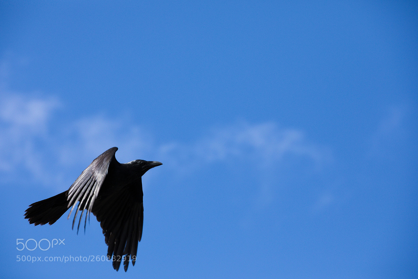 Canon EOS 5D Mark IV sample photo. Corvus orru 2 photography