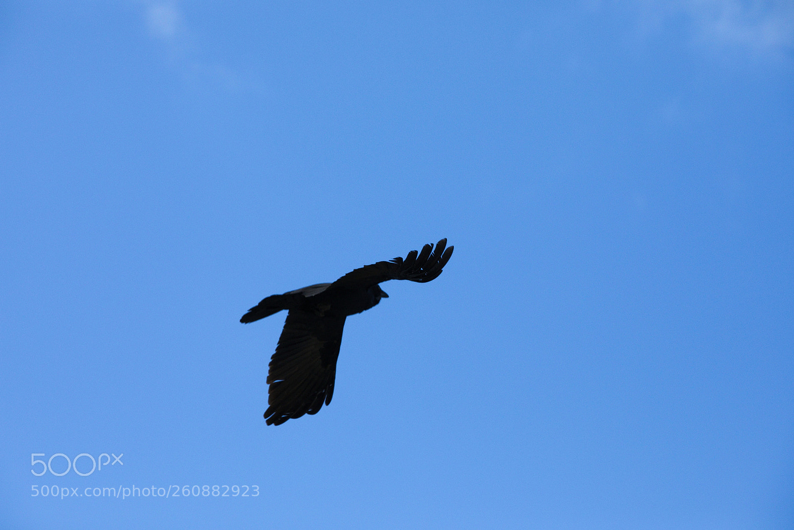 Canon EOS 5D Mark IV sample photo. Corvus orru photography