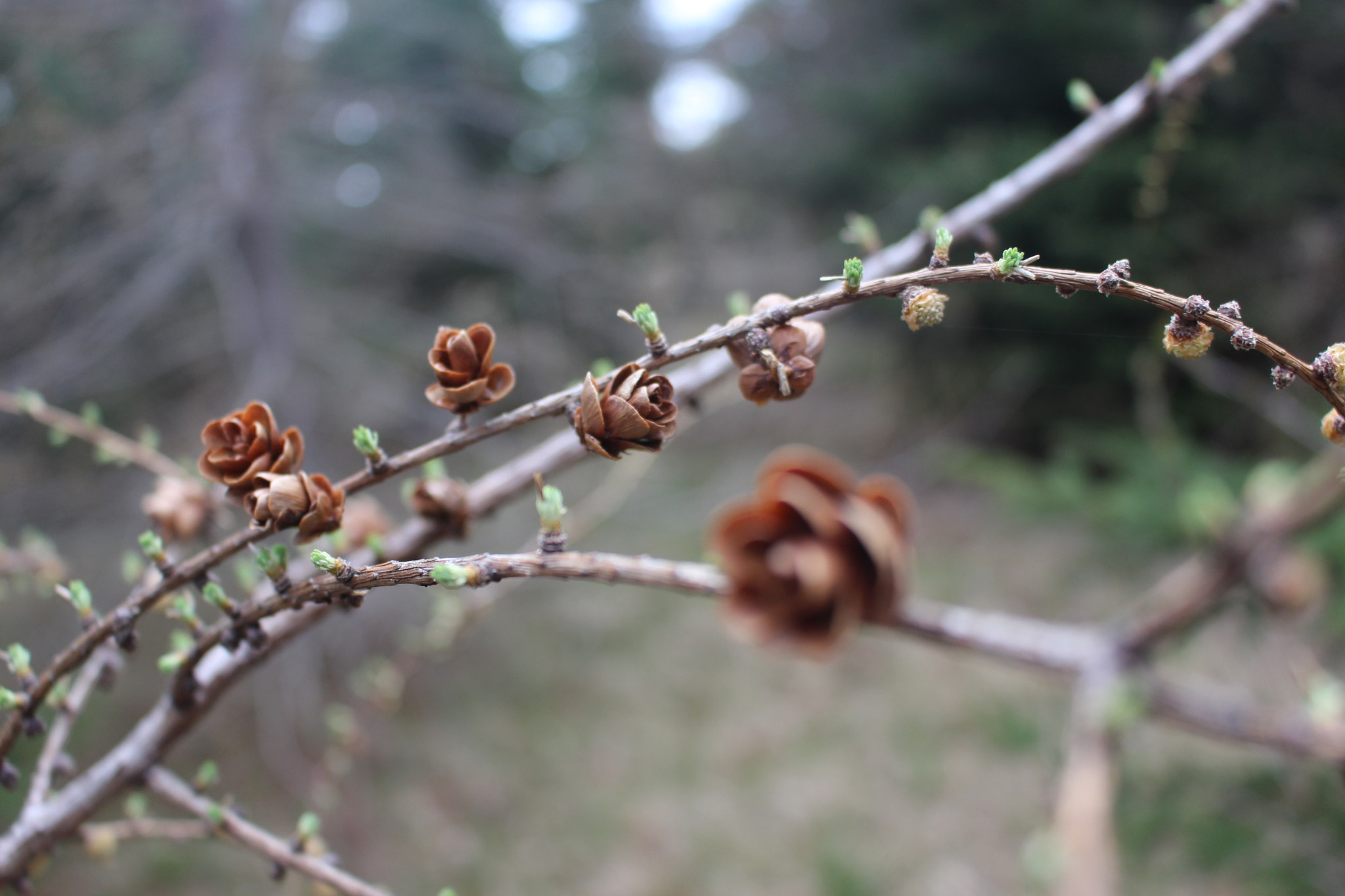 Canon EOS 100D (EOS Rebel SL1 / EOS Kiss X7) sample photo. Spring youth photography