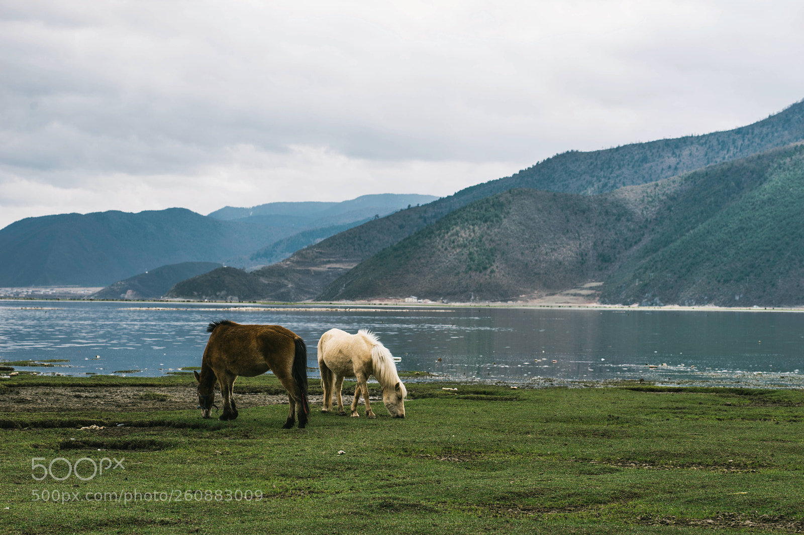 Sony a7 II sample photo. Two horses by the photography