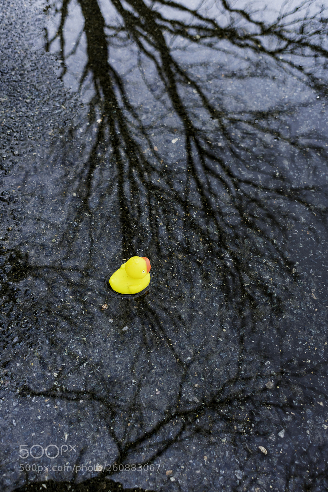 Nikon D810 sample photo. Ducky photography