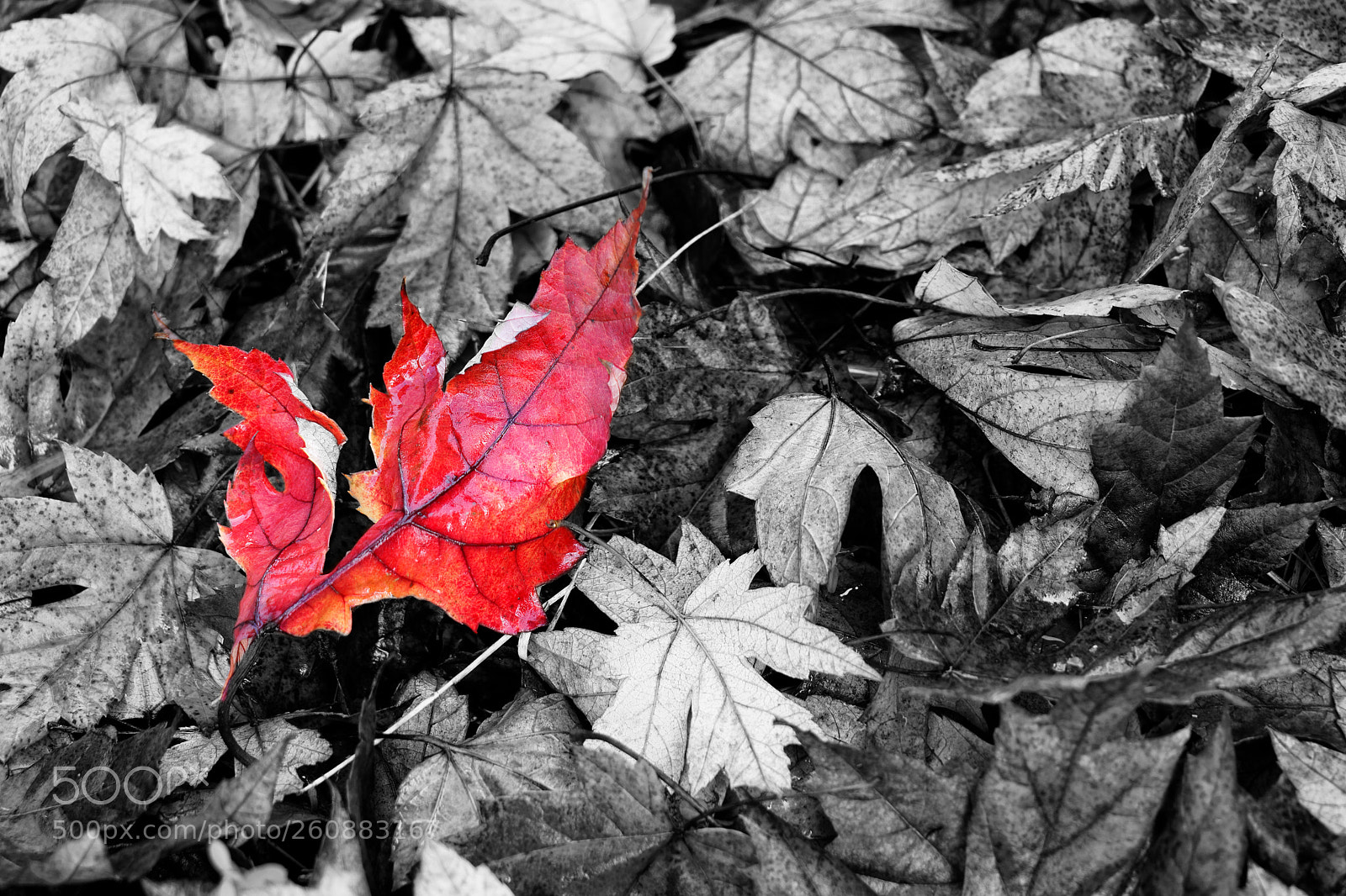 Canon EOS 80D sample photo. Autumn leaves photography