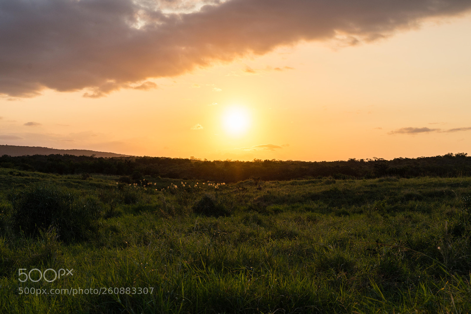 Sony a7R III sample photo. Hluhluwe imfolozi park, south photography