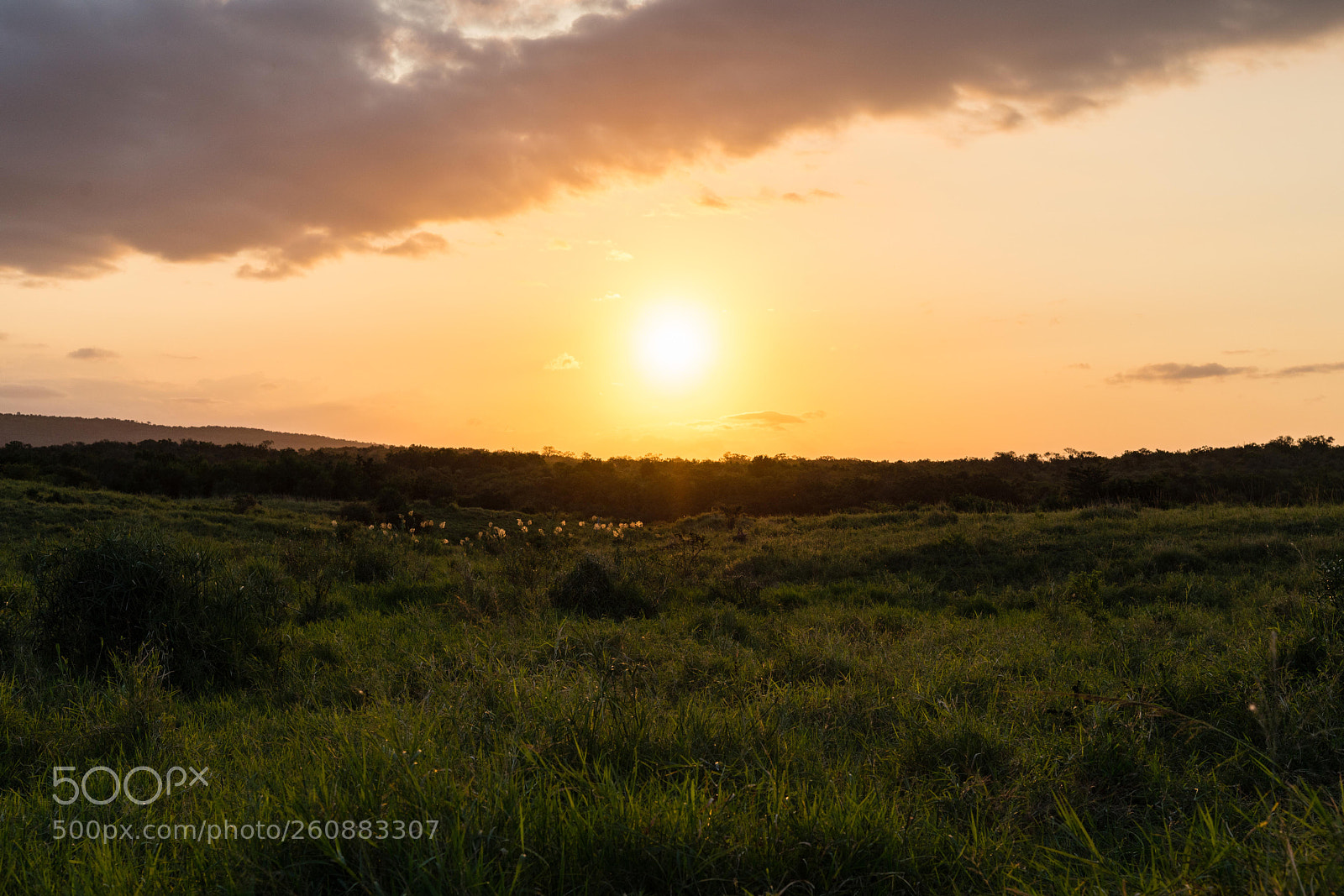 Sony a7R III sample photo. Hluhluwe imfolozi park, south photography