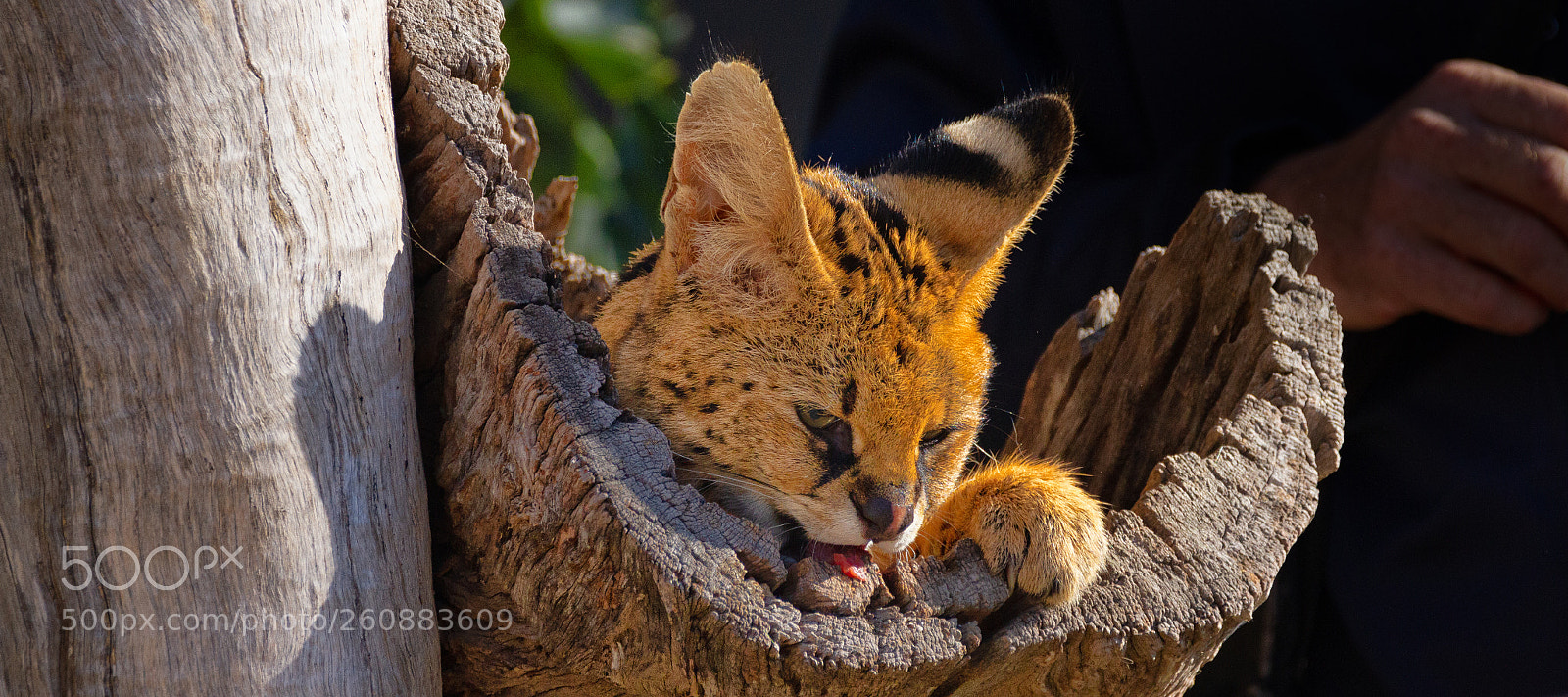 Canon EOS 7D sample photo. Serval photography