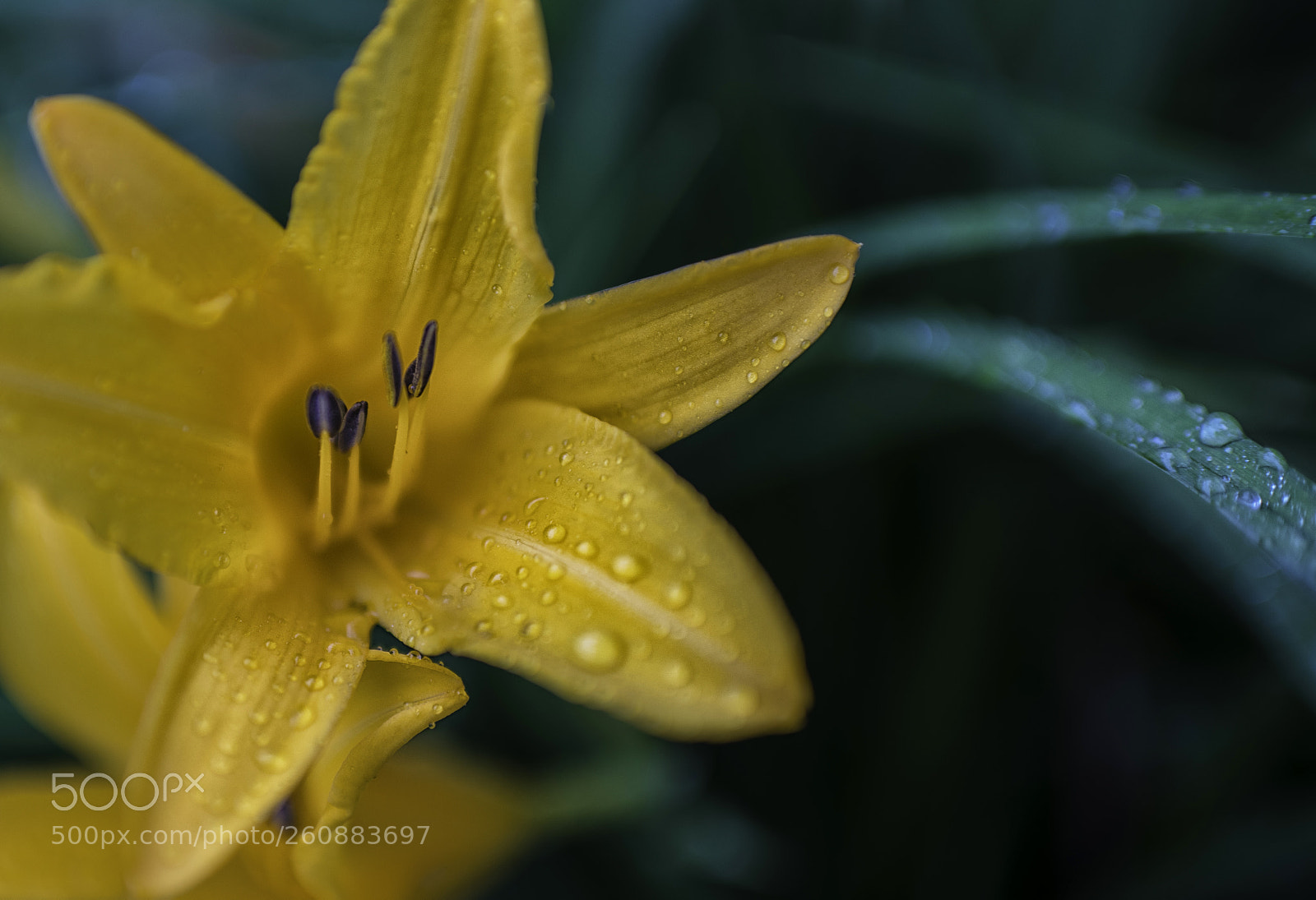 Nikon D850 sample photo. Floral photography