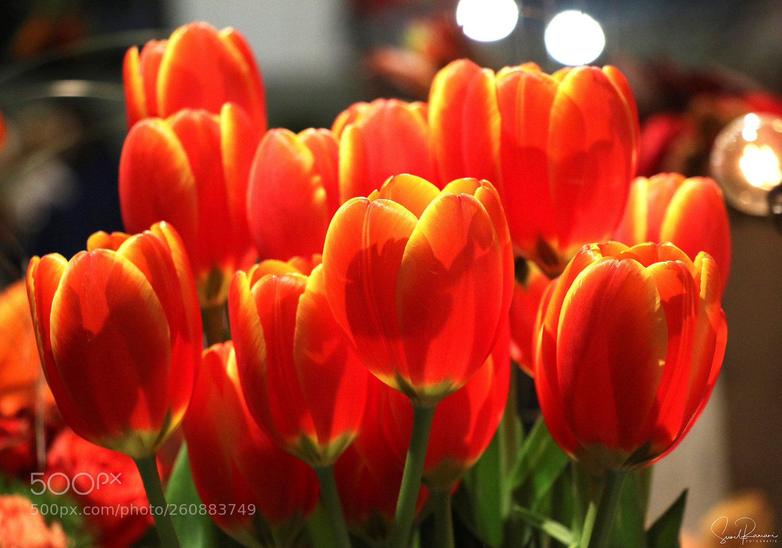 Canon EOS 70D sample photo. Tulips photography