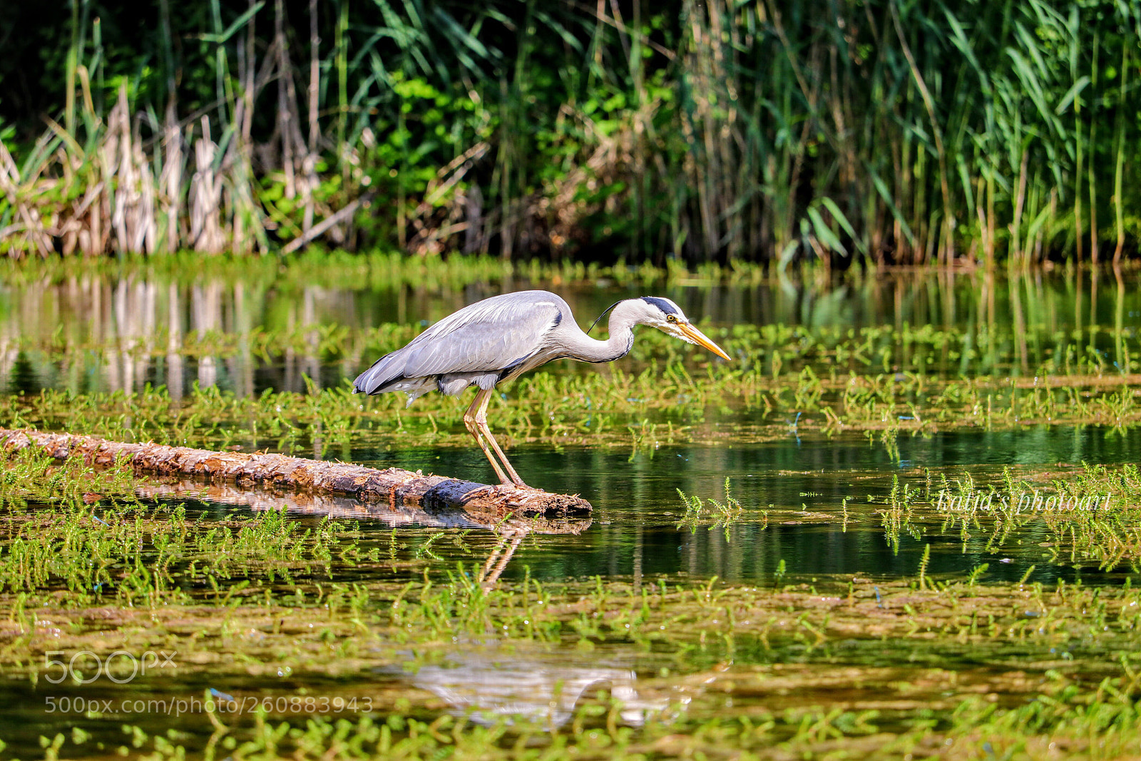 Canon EOS 80D sample photo. Heron photography