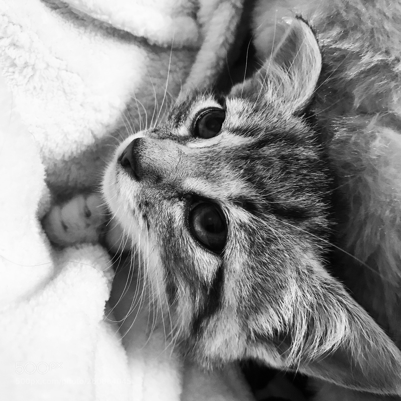 Apple iPhone 7 sample photo. Huck photography