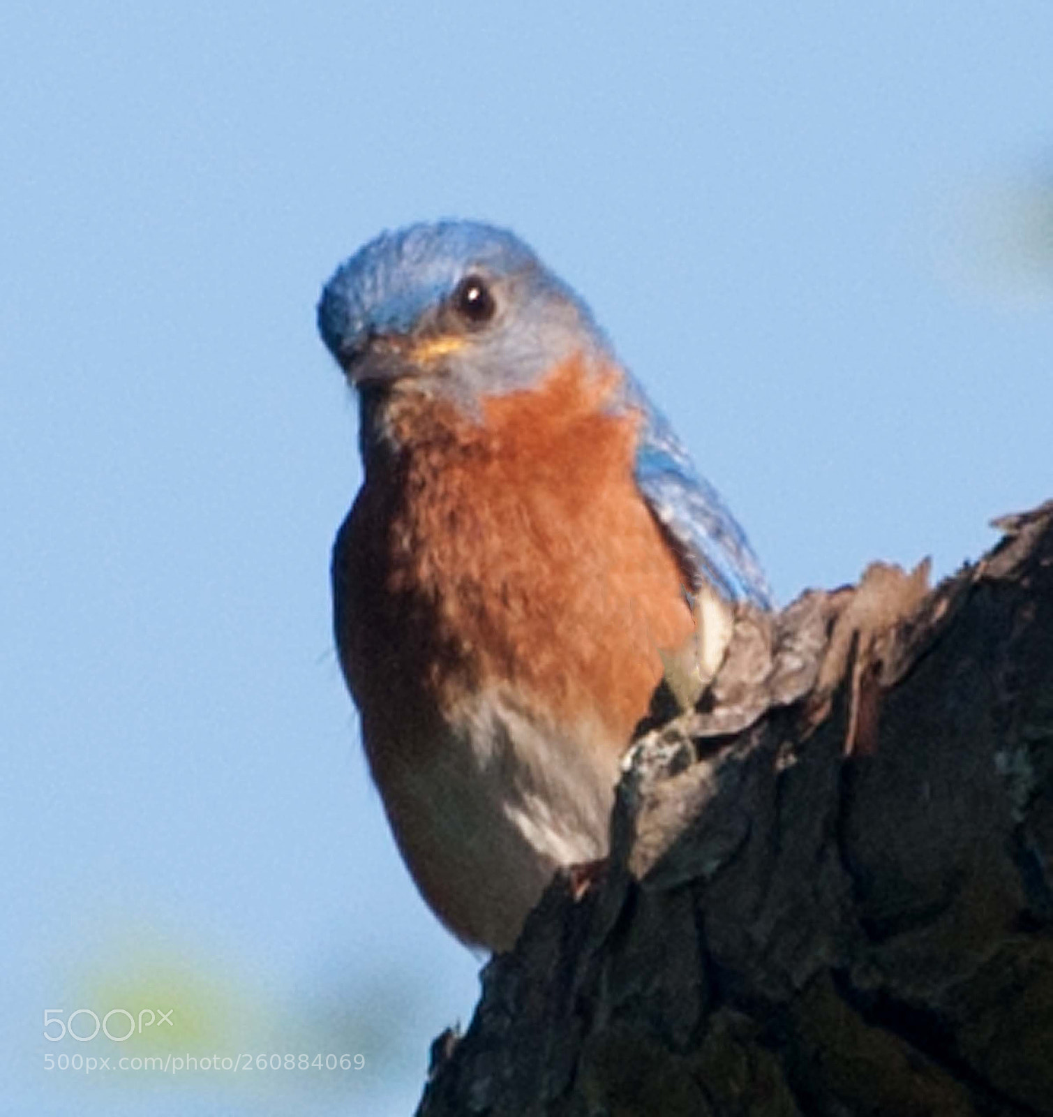 Nikon D90 sample photo. Bluebird photography