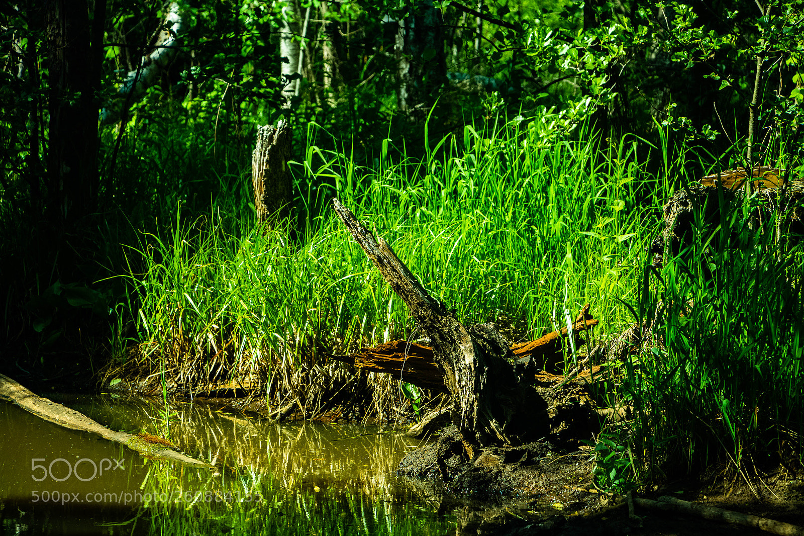 Canon EOS 650D (EOS Rebel T4i / EOS Kiss X6i) sample photo. Lake on jungle photography