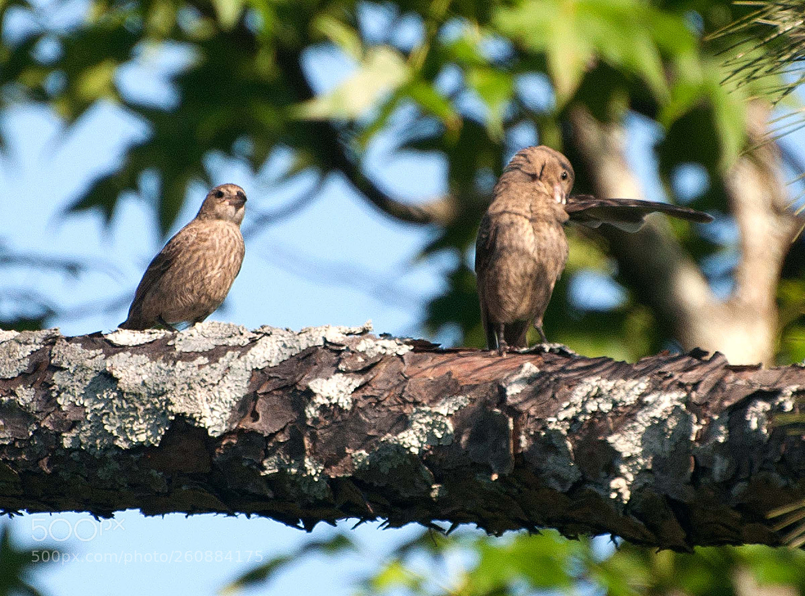 Nikon D90 sample photo. I said get out photography