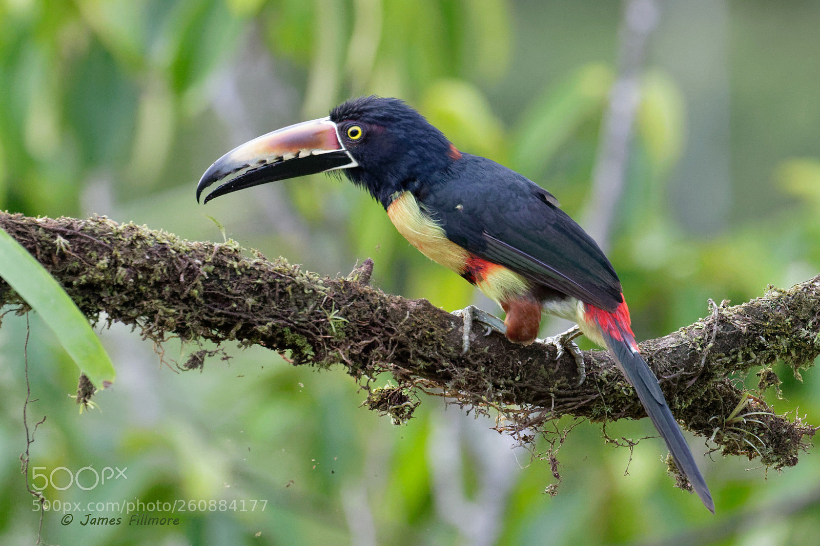 Canon EOS 7D Mark II sample photo. Collared aracari photography