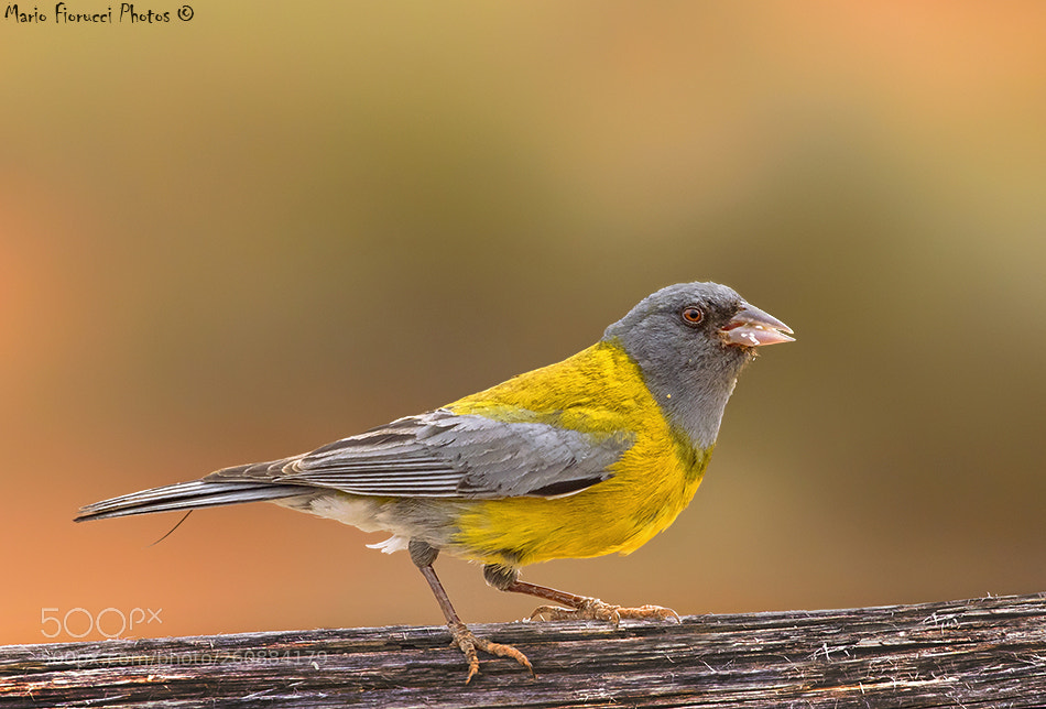Canon EOS 7D Mark II sample photo. Beauty bird photography