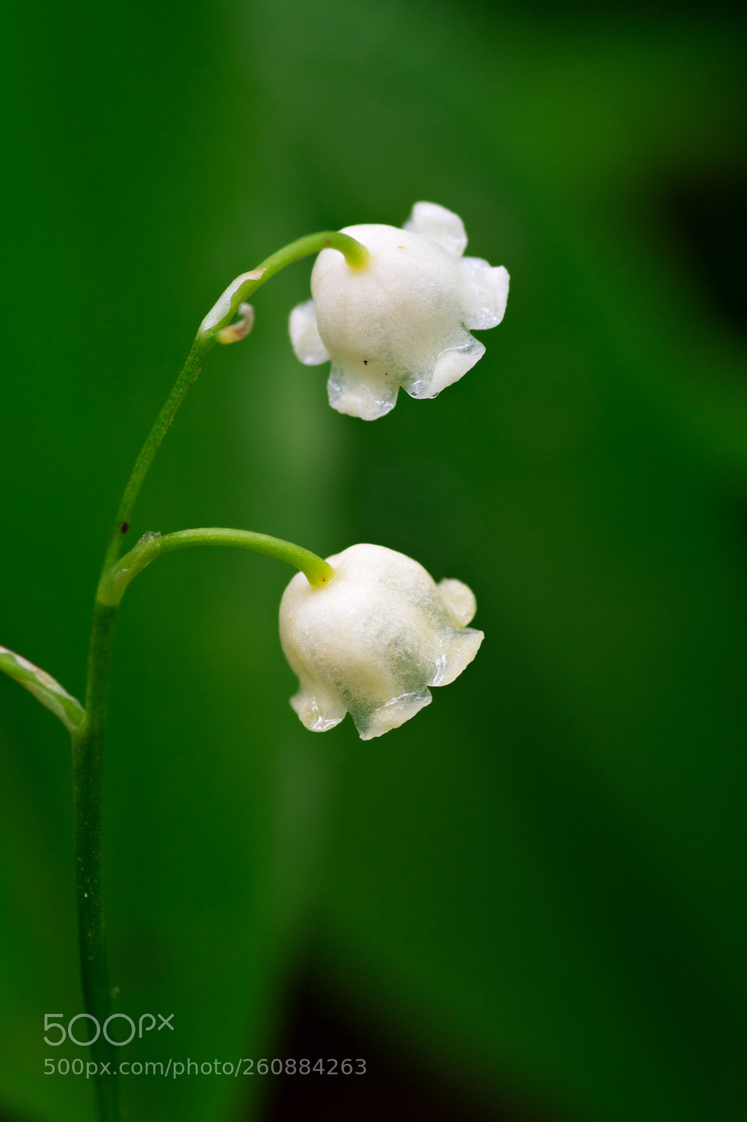 Nikon D7100 sample photo. Lily of the valley photography