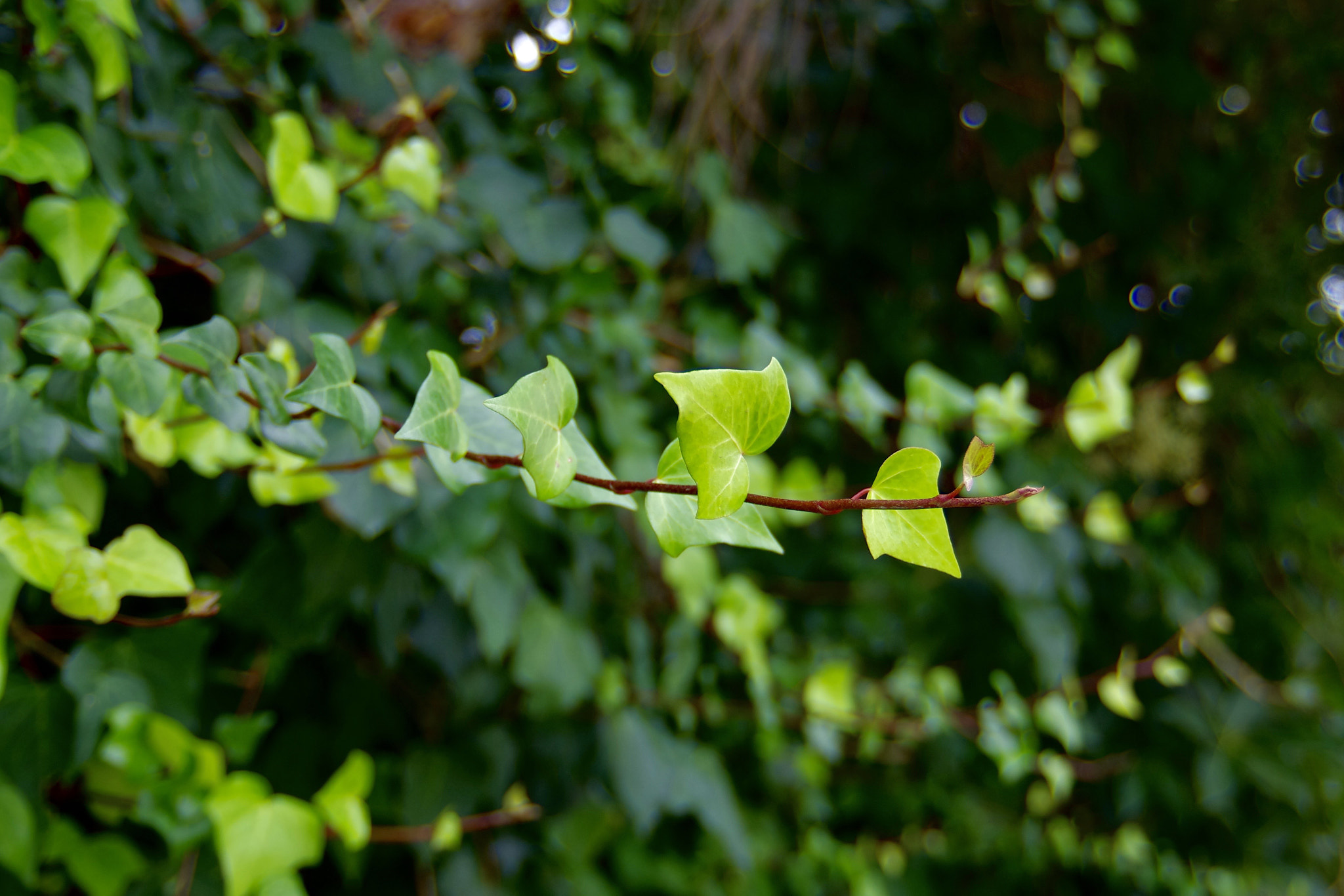 Pentax K-5 IIs sample photo. Green photography