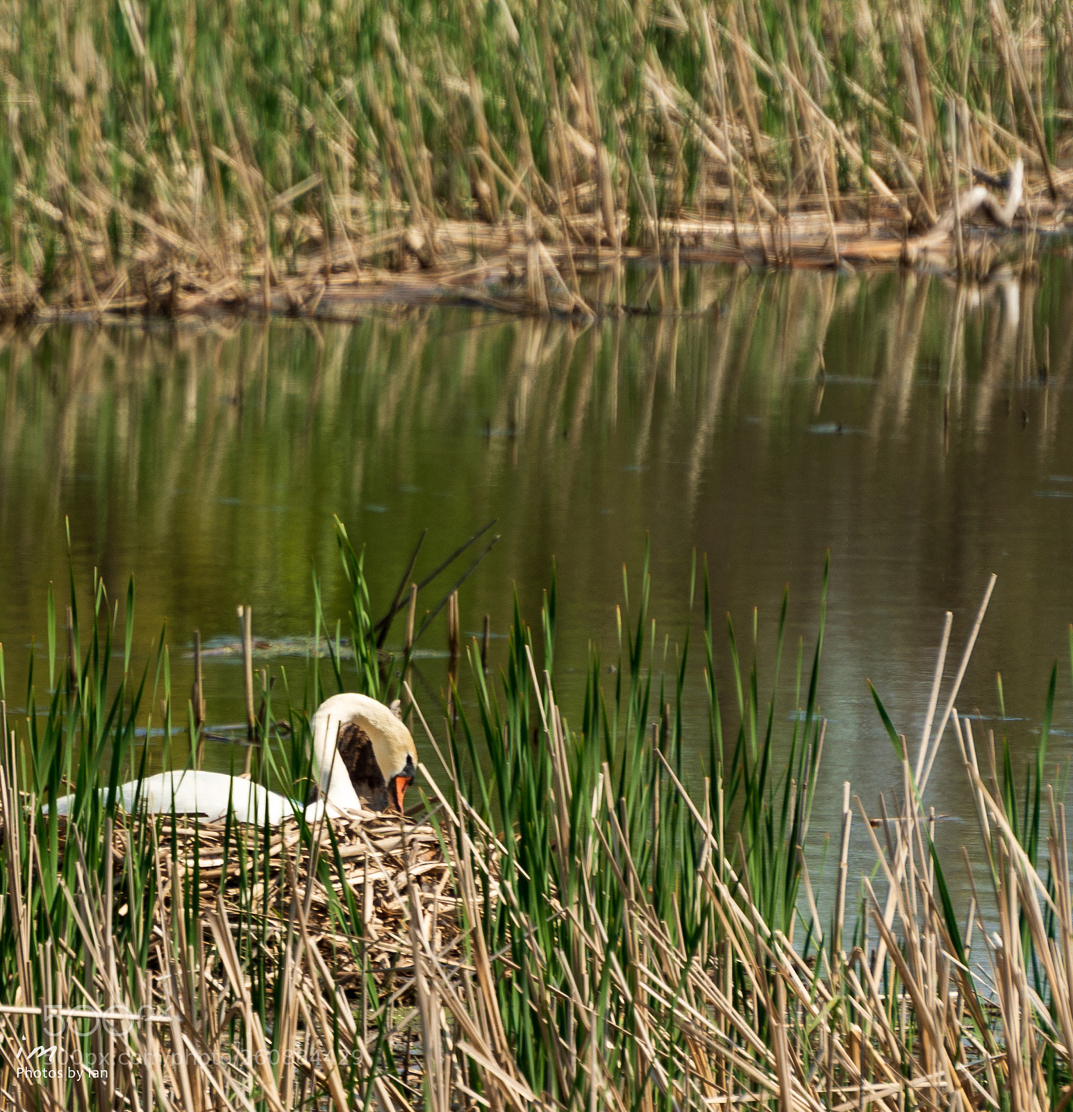 Nikon D610 sample photo. On the nest? photography