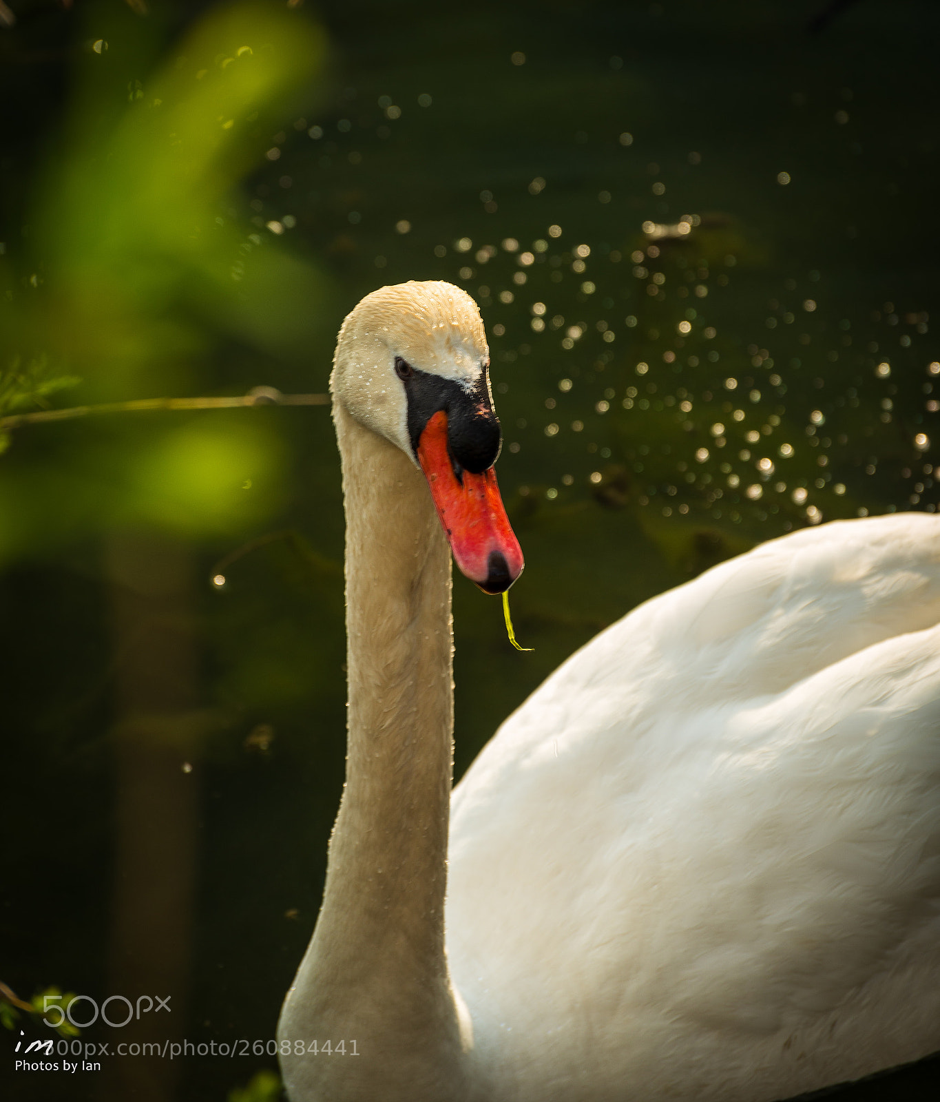 Nikon D610 sample photo. At promenade park photography
