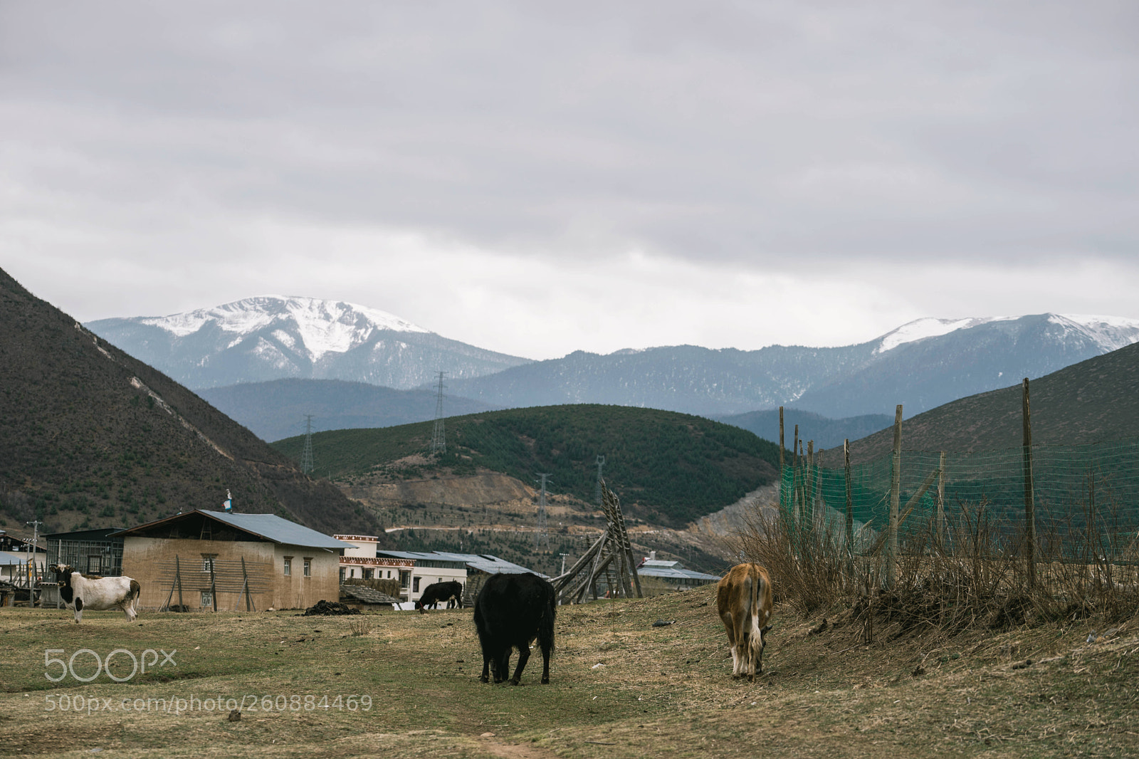 Sony a7 II sample photo. The pasture under the photography