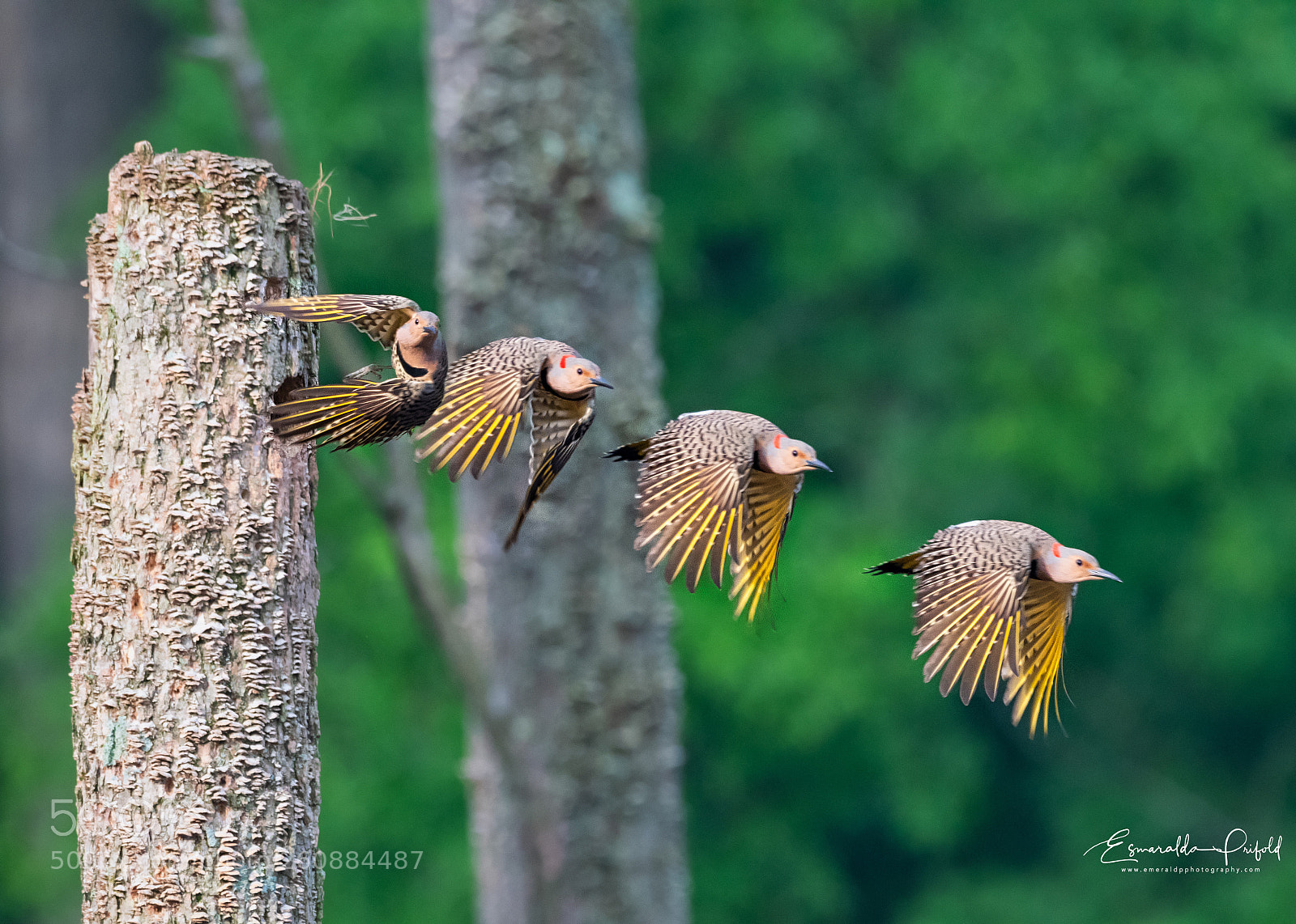 Nikon D500 sample photo. Northern flicker leaving the photography