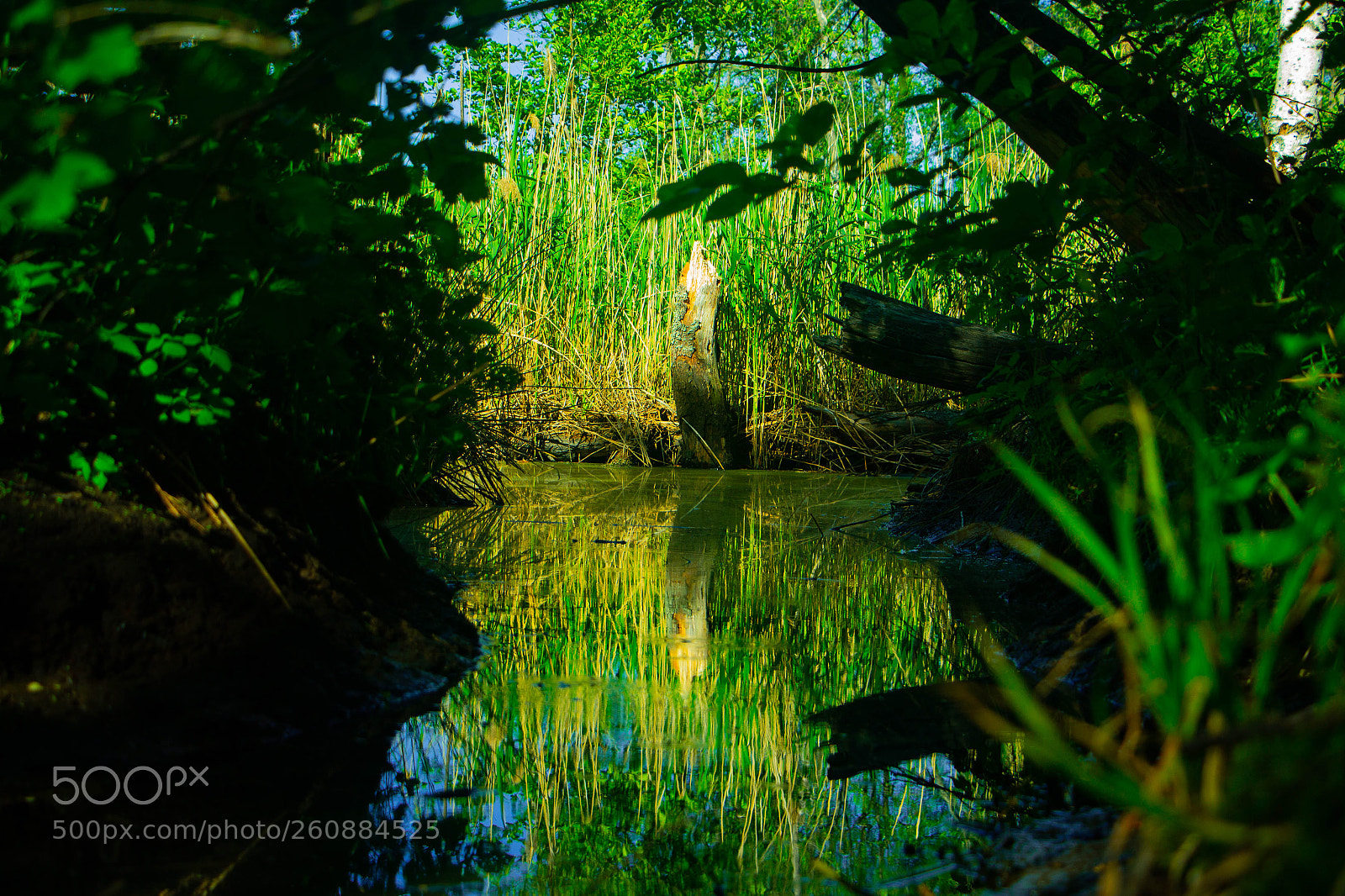 Canon EOS 650D (EOS Rebel T4i / EOS Kiss X6i) sample photo. River on jungle photography