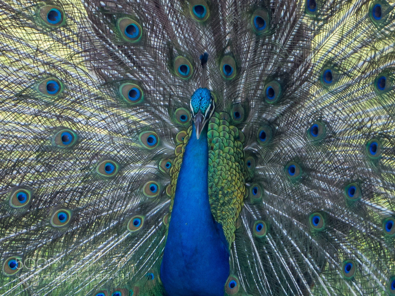 Olympus OM-D E-M10 II sample photo. Symmetry photography